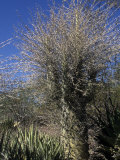 Boojum or Cirio Tree (Idria Columnaris), Baja California, Mexico Photographic Print by Ken Lucas