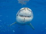 Great White Shark Head and Teeth (Carcharodon Carcharias), Guadalupe Island, Mexico Photographie par David Fleetham