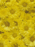 Yellow Garden Chrysanthemums Photographic Print by Adam Jones