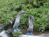 Blue-Footed Boobies Courtship Display, Sula Nebouxi, Galapagos Photographic Print by Gerald & Buff Corsi
