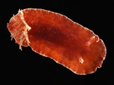 Nudibranch Lámina fotográfica por Solvin Zankl