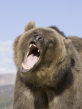 A Grizzly Bear Face Showing its Teeth and Tongue in its Open Mouth, Ursus Arctos, North America Photographie par Joe McDonald