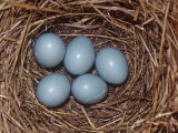 Eastern Bluebird Nest with Five Blue Eggs, Sialia Sialis, Eastern North America Photographie par Charles Melton