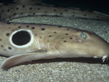 Epaulette Shark (Hemiscyllium Ocellatum) Gill Slits and Eye Photographie par Ken Lucas