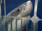 Great White Shark Investigating a Shark Cage (Carcharodon Carcharias), Guadalupe Island, Mexico Photographic Print by David Fleetham