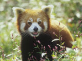 Red Panda (Ailurus Fulgens) an Endangered Species, Himalayas Photographic Print by Adam Jones