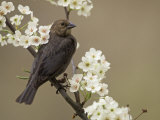 Female Brown-Headed Cowbird, Molothrus Ater, Among Crabapple Blossoms, North America Photographic Print by Adam Jones