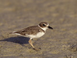 Wilson's Plover (Charadrius Wilsonia), Florida, USA Lámina fotográfica por Arthur Morris Wilson's Plover (Charadrius Wilsonia), Florida, USA Lámina fotográfica por Arthur Morris
