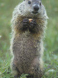 Woodchuck or Groundhog, Marmota Monax, Standing and Holding a Piece of Food, North America Photographic Print by Joe McDonald