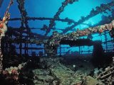 Scuba Diver Diving on Umbria Shipwreck, Sudan, Africa, Red Sea, Wingate Reef Photographic Print by Reinhard Dirscherl