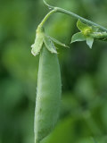 Garden Pea, Pisum Sativum, Sugar Snap Variety Photographic Print by David Sieren