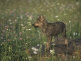 Gray Wolf Pup in a Meadow, Canis Lupus, North America Lámina fotográfica por Jack Michanowski