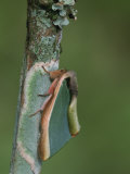 Notodontid Moth on a Tree Trunk Illustrating Protective Coloration Photographic Print by Leroy Simon