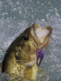 Largemouth Bass, Weedless Jig Photographic Print by Wally Eberhart