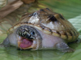 Defensive Posture of the Giant Musk Turtle, Staurotypus Triporcatus, Costa Rica Photographic Print by Jim Merli