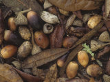 Live Oak Leaves and Acorns on the Fall Forest Floor (Quercus Virginiana), Eastern North America Photographic Print by Leroy Simon
