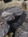 Black-Tailed Rattlesnake, Crotalus M.Molossus, Western Texas Lámina fotográfica por Joe & Mary Ann McDonald