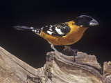 Black-Headed Grosbeak, Pheucticus Melanocephalus, Western United States Photographie par Joe McDonald
