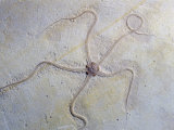 Fossil Brittle Star (Geocoma Carinata), Upper Jurassic Period, 152 M.Y.A., Germany Photographic Print by Ken Lucas