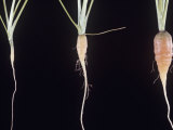 Different Stages of Carrot Growth, Daucus Carota Photographic Print by Jerome Wexler