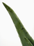 Close Up of Aloe Vera Plant Photographic Print