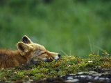 Renard roux Photographie par Chris Linder