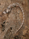 Pink Tongued Skink, , Tiliqua Gerrardi, Young Speciman, Australia Photographic Print by Jim Merli