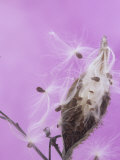 Milkweed Seed Pod Opening and Releasing Seeds (Asclepias), North America Lámina fotográfica por Wally Eberhart Milkweed Seed Pod Opening and Releasing Seeds (Asclepias), North America Lámina fotográfica por Wally Eberhart