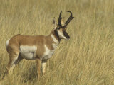 Male Pronghorn, Antilocapra Americana, North American Grasslands Lámina fotográfica por John & Barbara Gerlach
