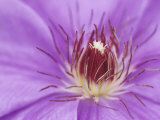 Clematis Flower Parts Photographic Print by Adam Jones