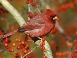 Male Northern Cardinal (Cardinalis Cardinalis) in a Hawthorn Tree (Crateagus), North America Photographic Print by Steve Maslowski