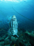 Kelp Bass (Parabrax) Caught in Gill Net, Baja California, Mexico Photographic Print by Richard Herrmann