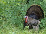 A Male or Tom Wild Turkey Displaying, Meleagris Gallopavo, North America Photographic Print by Adam Jones