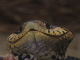 Close-Up of Eastern Hognose Snake, Heterodon Platyrhinos, Eastern USA Fotografie-Druck von Jim Merli