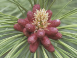 Male Pollen Cones or Pollen Flowers of the Ponderosa Pine, Pinus Ponderosa, Western North America Photographic Print by Doug Sokell