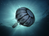 Purple Stripe Jellyfish, Pelagia Colorata, Pacific Grove, California Lámina fotográfica por David Wrobel