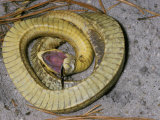 Eastern Hognose Snake, Heterodon Platyrhinos, Playing Dead or Feigning Death Photographic Print by Jim Merli