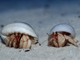 Hermit Crabs on a Sandy Beach (Coenobita), Maldives, Indian Ocean Photographic Print by Reinhard Dirscherl