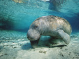 West Indian Manatee, Trichechus Manatus Latirostris, Usa, Florida, Fl, Crystal River Fotografie-Druck von Reinhard Dirscherl