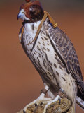 Prairie Falcon, Falco Mexicanus, Hooded for Use in Falconry, North America Lámina fotográfica por Joe McDonald Prairie Falcon, Falco Mexicanus, Hooded for Use in Falconry, North America Lámina fotográfica por Joe McDonald