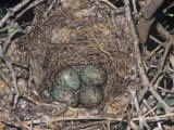 Northern Mockingbird Nest with Four Eggs, Mimus Polyglottos, North America Photographic Print by Charles Melton
