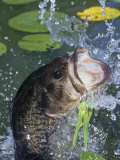 Largemouth Bass, Weedless Jig Photographic Print by Wally Eberhart