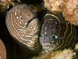 Zebra Moray Eels (Gymnomuraena Zebra), Hawaii, USA Fotografisk tryk af David Fleetham Zebra Moray Eels (Gymnomuraena Zebra), Hawaii, USA Fotografisk tryk af David Fleetham