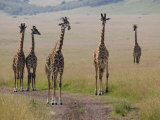 Masai Giraffes (Giraffa Camelopardalis Tippelskirchi) Masai Mara Game Reserve, Kenya Photographic Print by Adam Jones