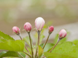Apple Blossom Buds in the Spring Photographic Print