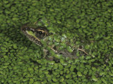 Rio Grande Leopard Frog (Rana Berlandieri) in a Duckweed Covered Pond, Lemna, Texas Lámina fotográfica por Charles Melton