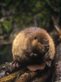 Ron Spomer - Beaver on Land Near a Pond (Castor Canadensis), North America - Fotografik Baskı