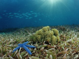 Blue Starfish (Linckia), Corals, and Sea Grass, Indonesia, Sulawesi, Indian Ocean Photographic Print by Reinhard Dirscherl