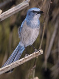 Florida Scrub Jay, Aphelocoma Coerulescens, a Threatened Species. Southern Florida, USA Photographic Print by Joe McDonald
