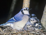 Blue Jay on its Nest with Young, Cyanocitta Cristata, North America Photographie par John & Barbara Gerlach